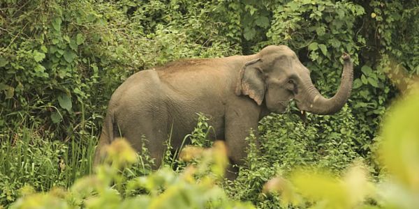 শুঁড় দিয়ে পেঁচিয়ে গৃহবধূকে আছড়ে মারল হাতি